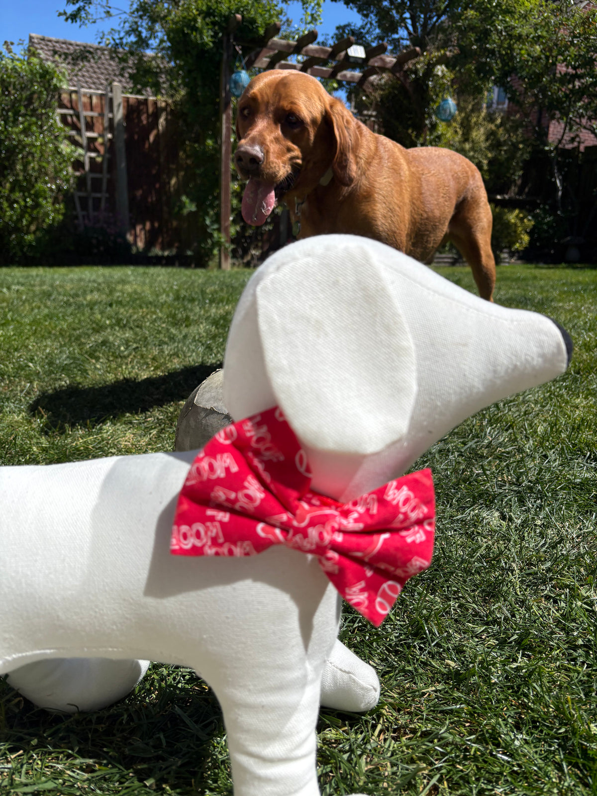 Woof Bow