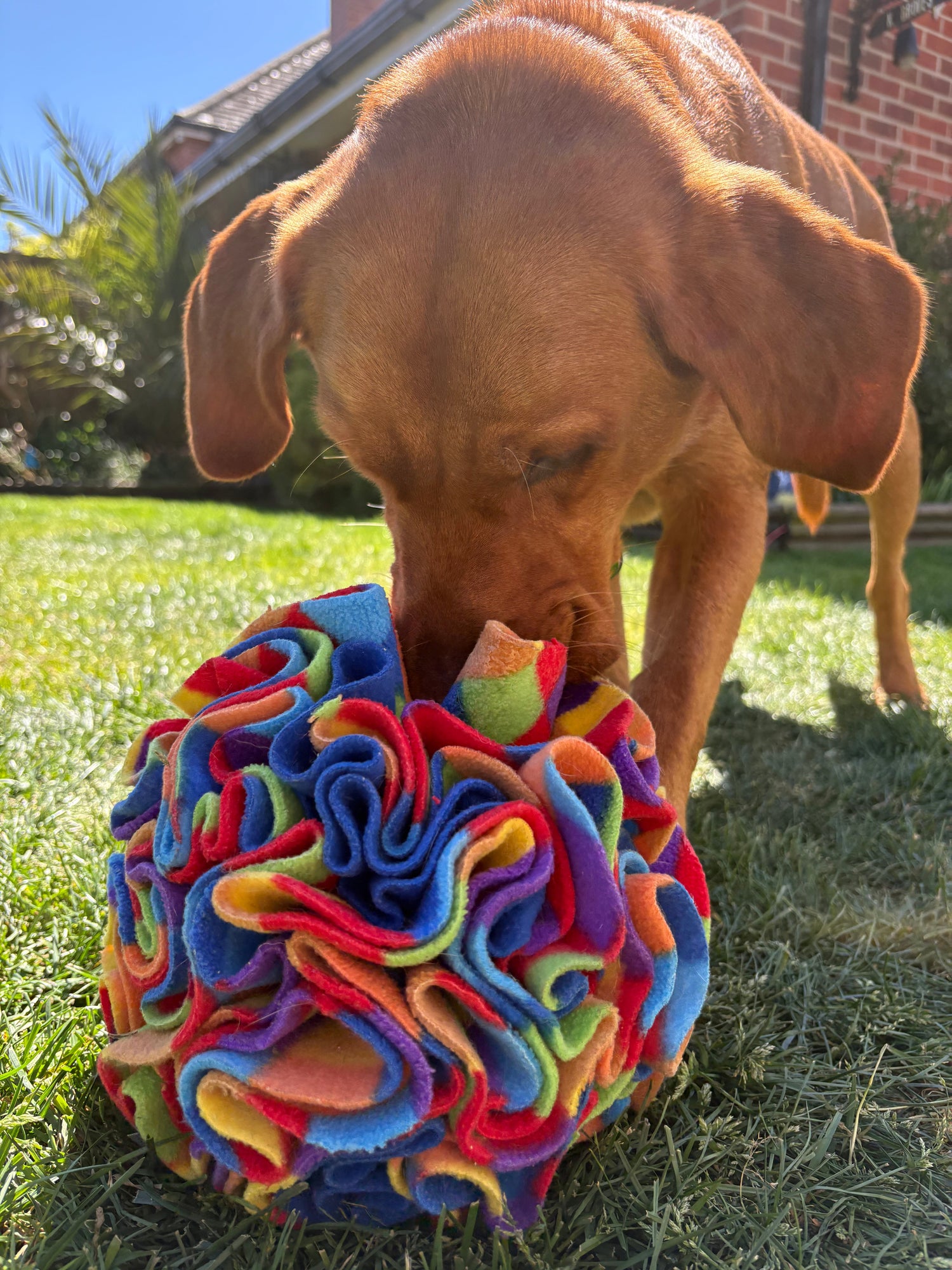 Snuffle Balls & Enrichment Toys