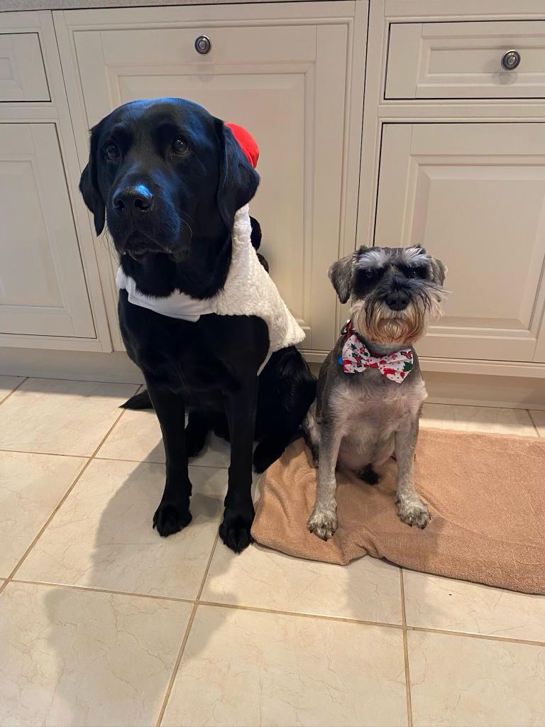 Rodney’s Bowtique Happy Customers ❤️🐾