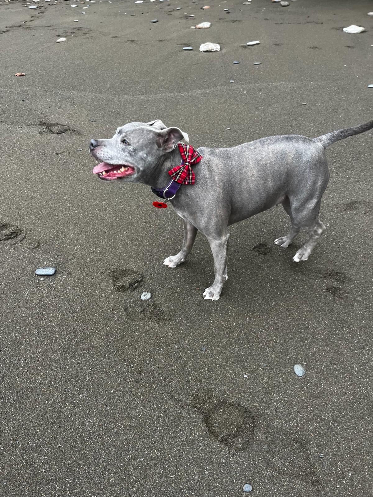 Rodney’s Bowtique Happy Customers ❤️🐾
