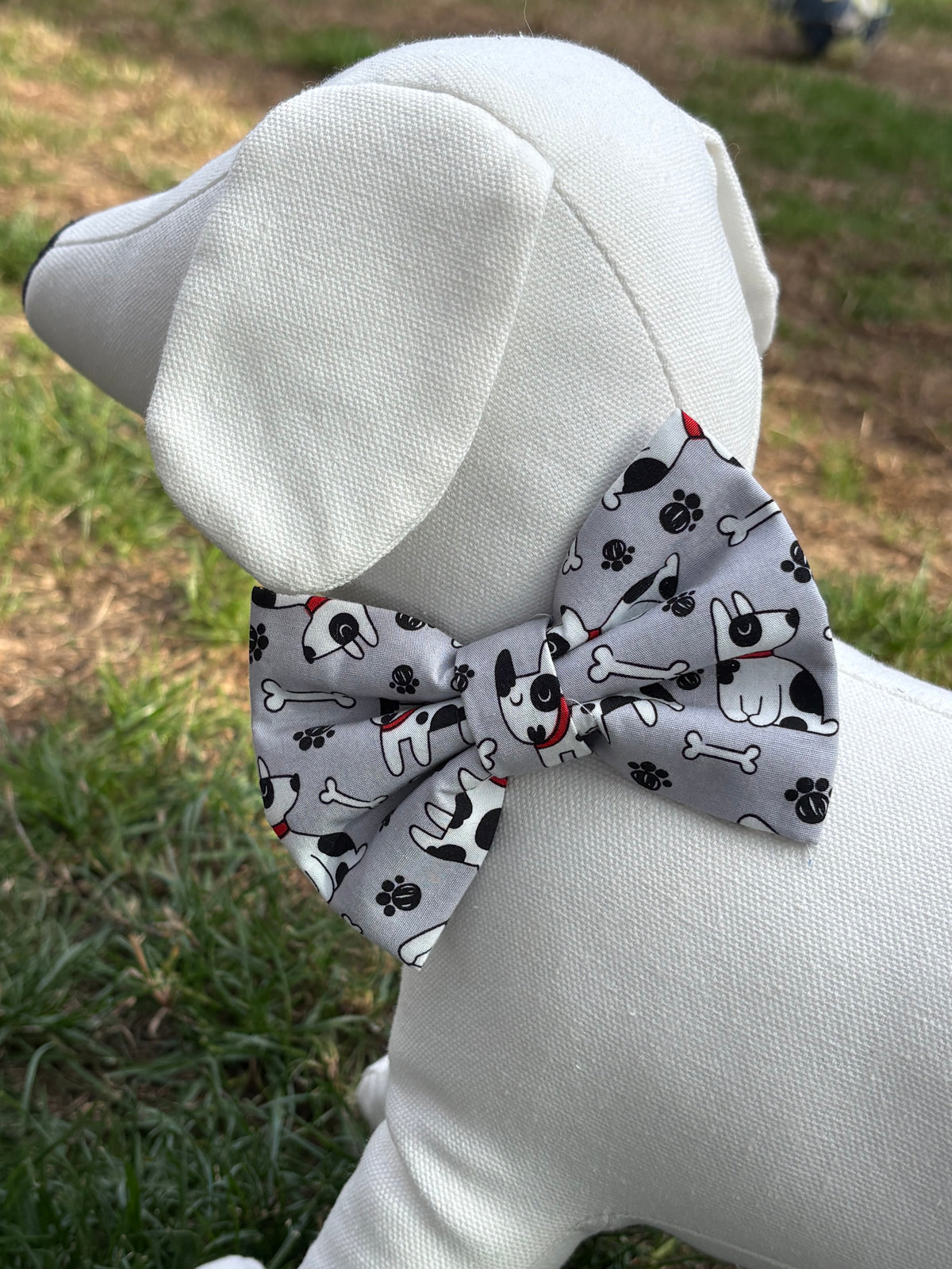 Black & White Dog