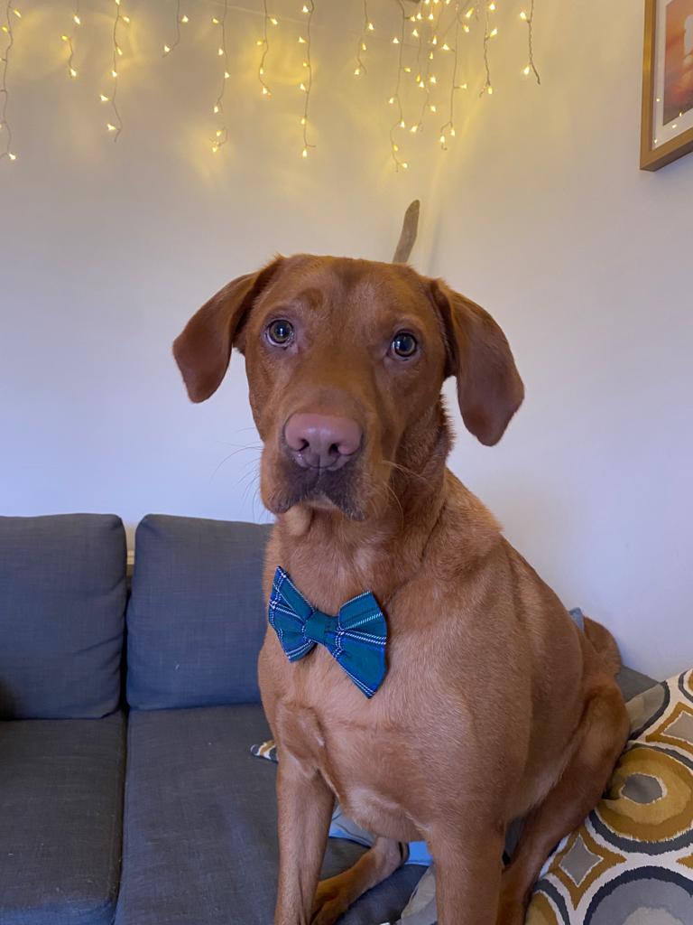 Rodney’s Bowtique Happy Customers ❤️🐾
