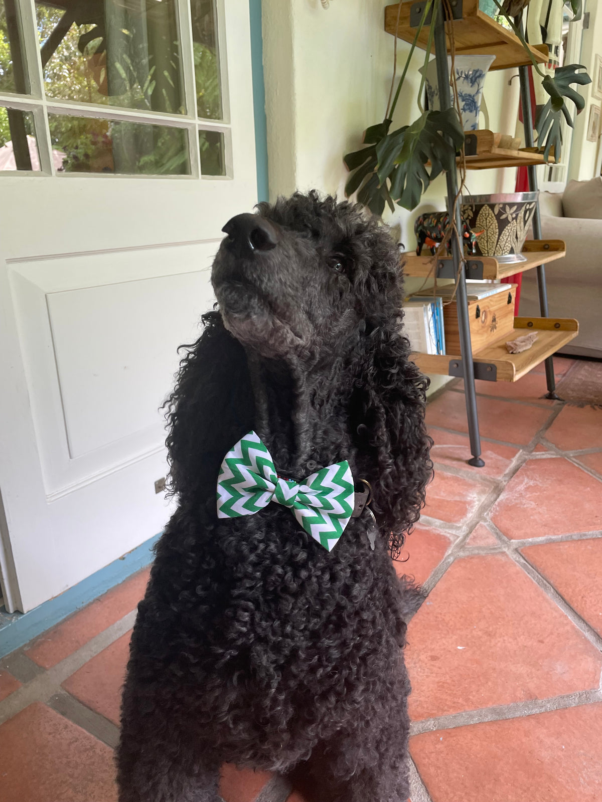 Rodney’s Bowtique Happy Customers ❤️🐾
