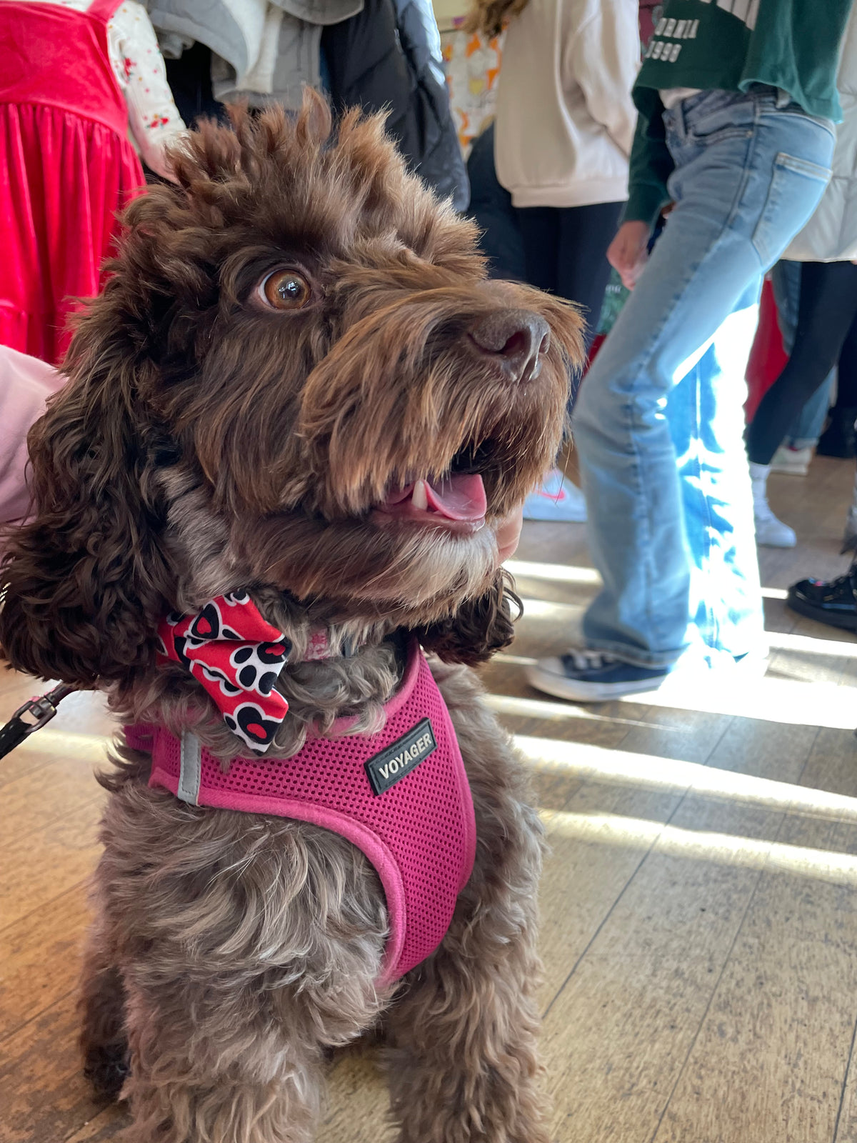 Rodney’s Bowtique Happy Customers ❤️🐾