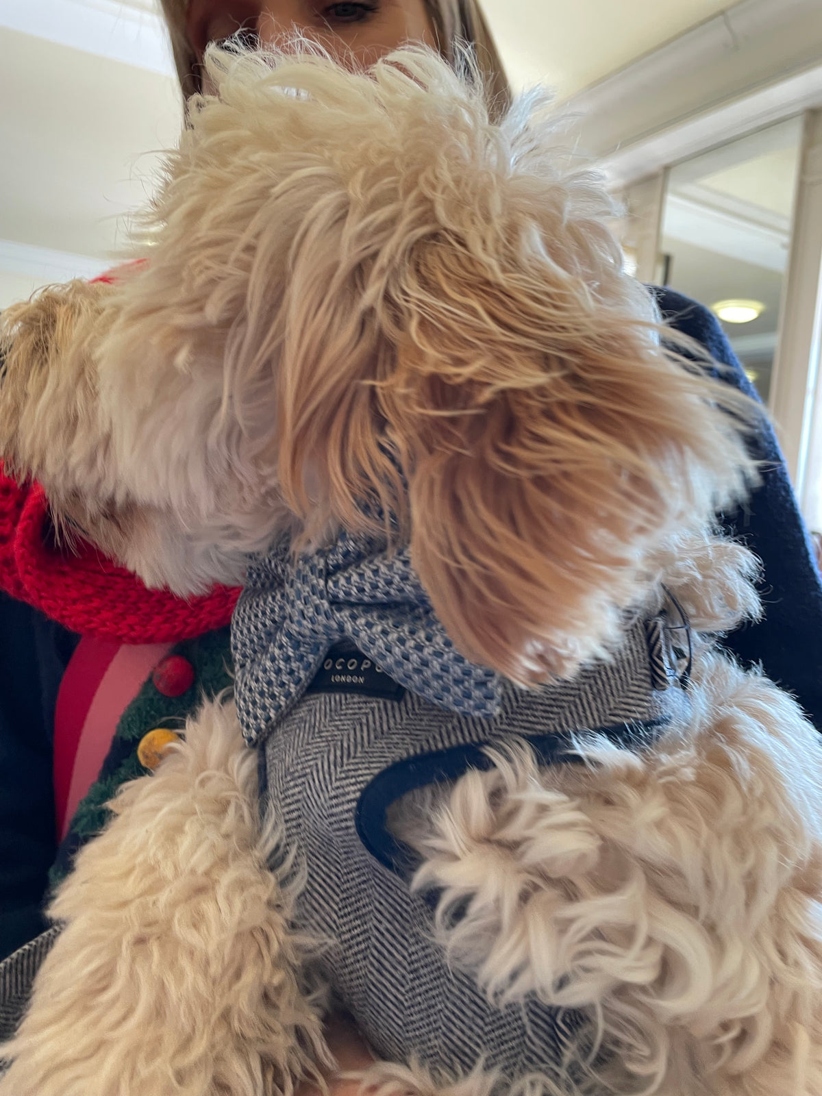 Rodney’s Bowtique Happy Customers ❤️🐾