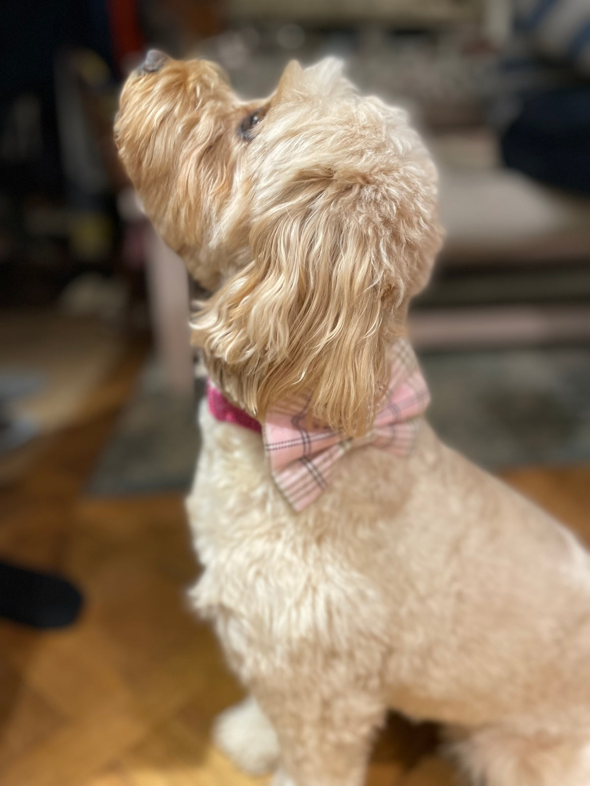 Rodney’s Bowtique Happy Customers ❤️🐾