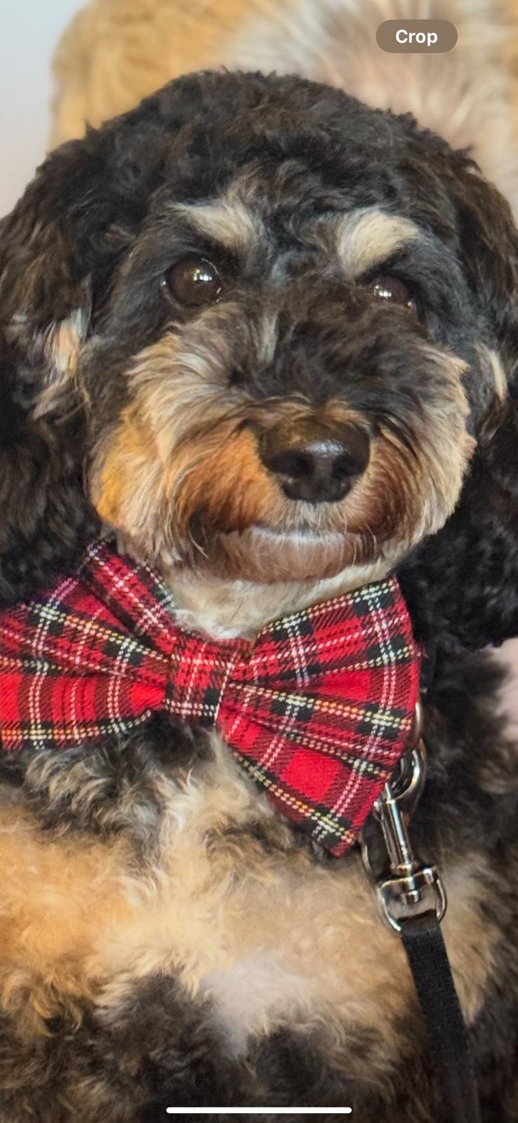 Rodney’s Bowtique Happy Customers ❤️🐾